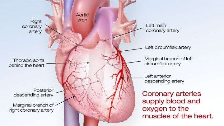 Coronary arteries supply blood and oxygen to the muscles of the heart.